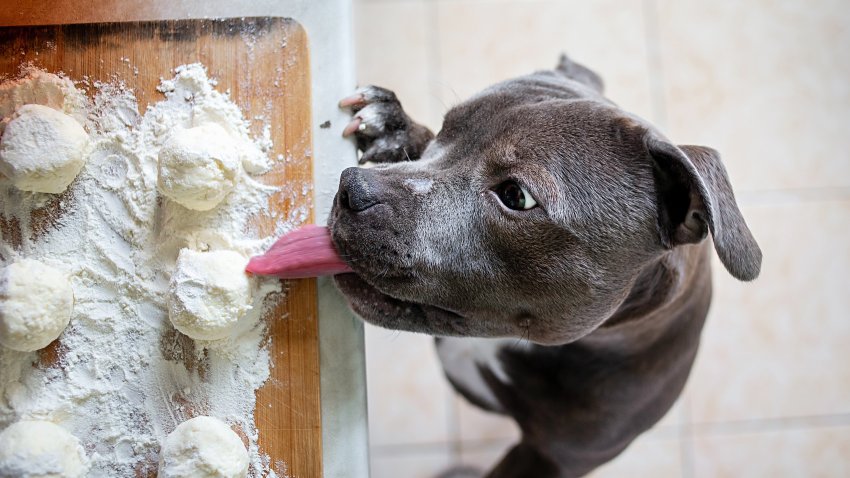 From above of starving American Staffordshire Terrier standing on hind feet leaning on table eating dough during cooking in kitchen at home